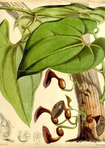 Reproducción/Reproduction 8166996001: Curtis's botanical magazine.. London ;New York [etc.] :Academic Press [etc.]