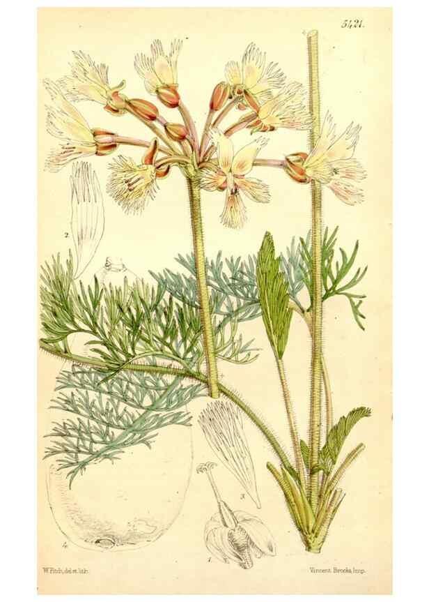 Reproducción/Reproduction 8167026022: Curtis's botanical magazine.. London ;New York [etc.] :Academic Press [etc.]