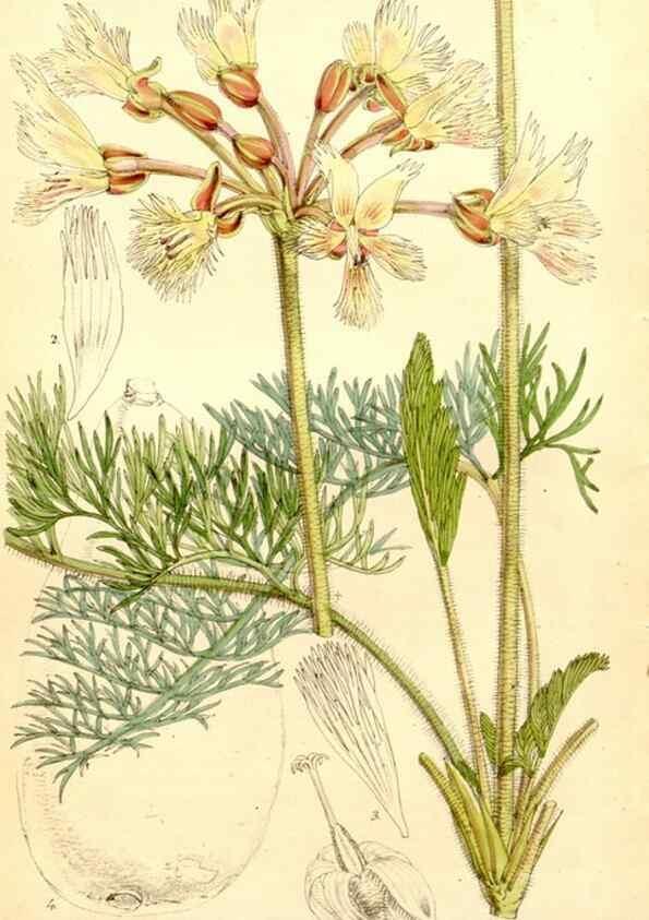 Reproducción/Reproduction 8167026022: Curtis's botanical magazine.. London ;New York [etc.] :Academic Press [etc.]
