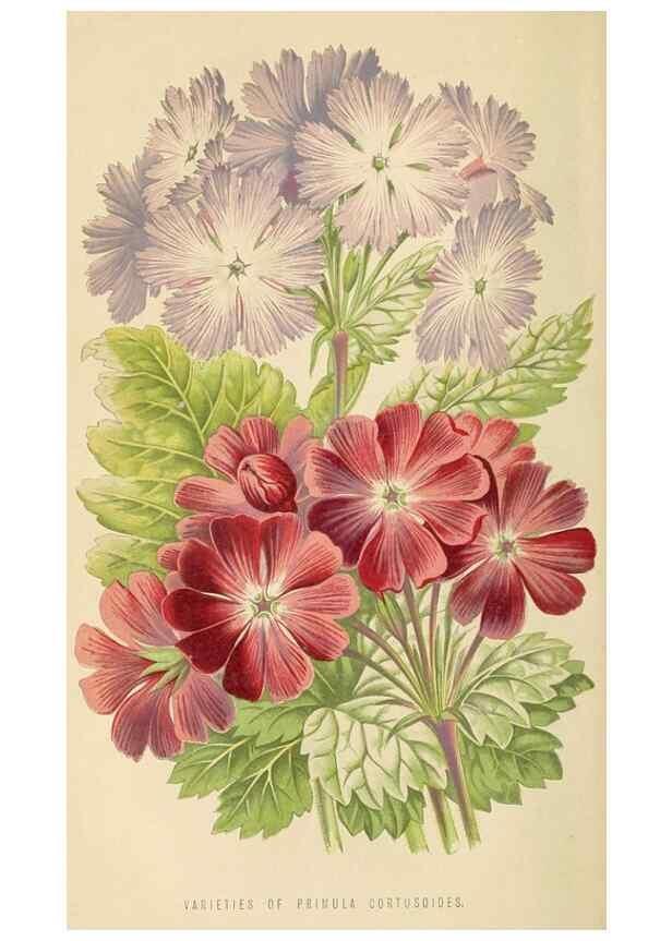 Reproducción/Reproduction 8166727308: The Floral world and garden guide.. London,Groombridge and Sons,1858-1880.