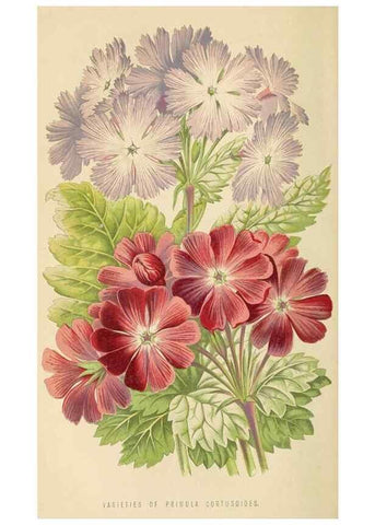 Reproducción/Reproduction 8166727308: The Floral world and garden guide.. London,Groombridge and Sons,1858-1880.
