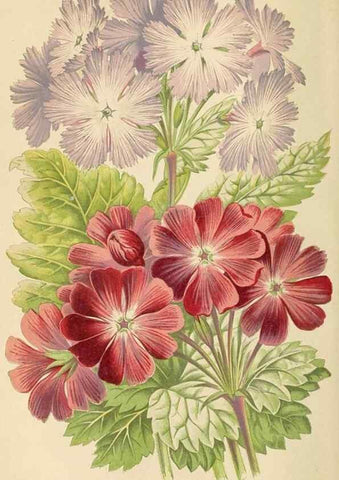 Reproducción/Reproduction 8166727308: The Floral world and garden guide.. London,Groombridge and Sons,1858-1880.