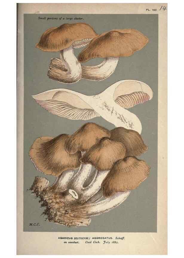 Reproducción/Reproduction 8163923637: Illustrations of British Fungi (Hymenomycetes), to serve as an atlas to the ""Handbook of British Fungi"".. LondonWilliams and Norgate1881-91