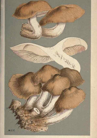 Reproducción/Reproduction 8163923637: Illustrations of British Fungi (Hymenomycetes), to serve as an atlas to the ""Handbook of British Fungi"".. LondonWilliams and Norgate1881-91