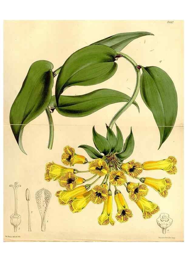 Reproducción/Reproduction 8167042624: Curtis's botanical magazine.. London ;New York [etc.] :Academic Press [etc.]