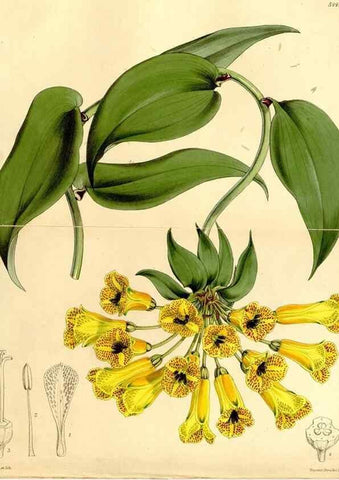 Reproducción/Reproduction 8167042624: Curtis's botanical magazine.. London ;New York [etc.] :Academic Press [etc.]