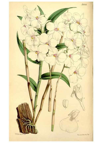 Reproducción/Reproduction 8167044298: Curtis's botanical magazine.. London ;New York [etc.] :Academic Press [etc.]