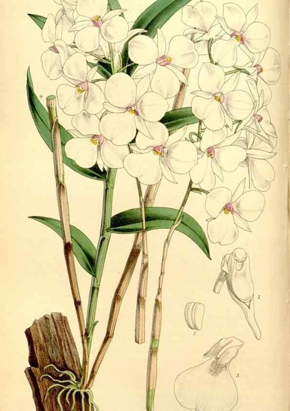 Reproducción/Reproduction 8167044298: Curtis's botanical magazine.. London ;New York [etc.] :Academic Press [etc.]