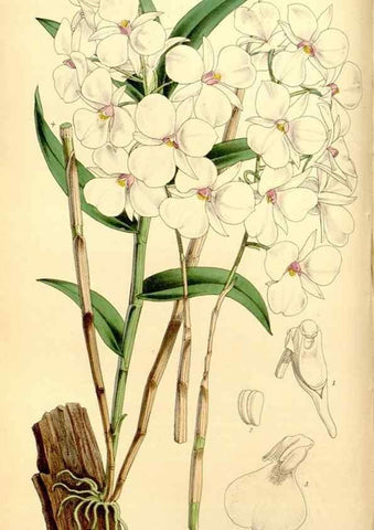Reproducción/Reproduction 8167044298: Curtis's botanical magazine.. London ;New York [etc.] :Academic Press [etc.]