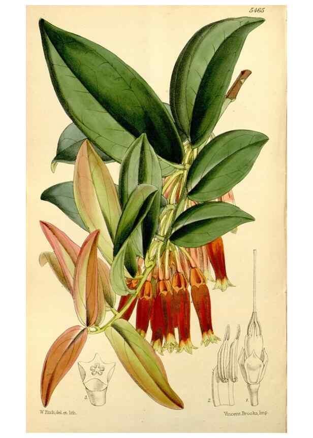 Reproducción/Reproduction 8167061610: Curtis's botanical magazine.. London ;New York [etc.] :Academic Press [etc.]