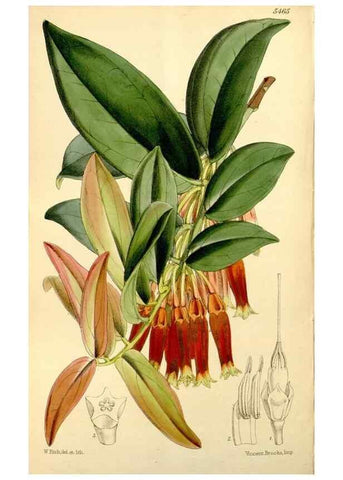 Reproducción/Reproduction 8167061610: Curtis's botanical magazine.. London ;New York [etc.] :Academic Press [etc.]