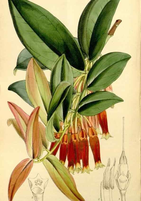 Reproducción/Reproduction 8167061610: Curtis's botanical magazine.. London ;New York [etc.] :Academic Press [etc.]
