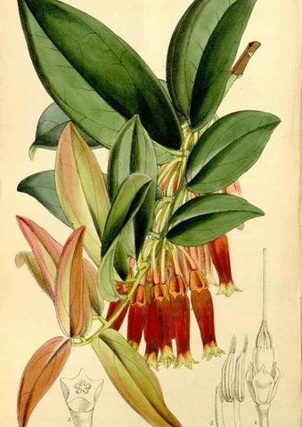 Reproducción/Reproduction 8167061610: Curtis's botanical magazine.. London ;New York [etc.] :Academic Press [etc.]