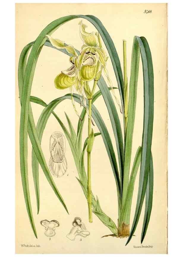 Reproducción/Reproduction 8167062422: Curtis's botanical magazine.. London ;New York [etc.] :Academic Press [etc.]