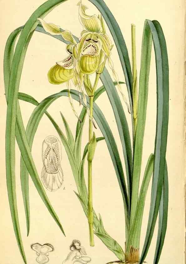 Reproducción/Reproduction 8167062422: Curtis's botanical magazine.. London ;New York [etc.] :Academic Press [etc.]