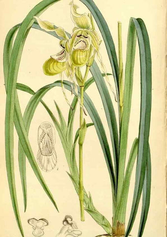 Reproducción/Reproduction 8167062422: Curtis's botanical magazine.. London ;New York [etc.] :Academic Press [etc.]