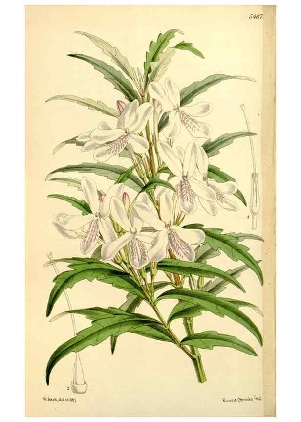 Reproducción/Reproduction 8167033717: Curtis's botanical magazine.. London ;New York [etc.] :Academic Press [etc.]