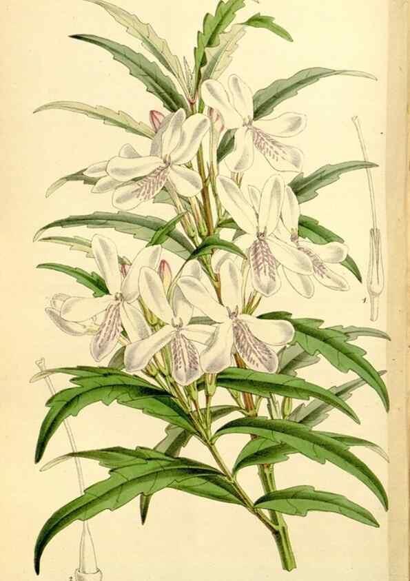 Reproducción/Reproduction 8167033717: Curtis's botanical magazine.. London ;New York [etc.] :Academic Press [etc.]