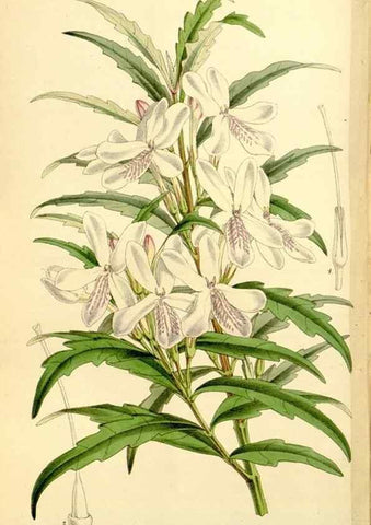 Reproducción/Reproduction 8167033717: Curtis's botanical magazine.. London ;New York [etc.] :Academic Press [etc.]