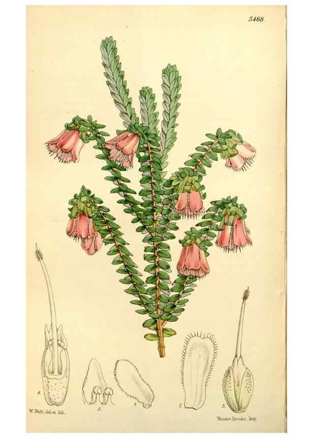 Reproducción/Reproduction 8167063724: Curtis's botanical magazine.. London ;New York [etc.] :Academic Press [etc.]