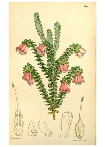 Reproducción/Reproduction 8167063724: Curtis's botanical magazine.. London ;New York [etc.] :Academic Press [etc.]