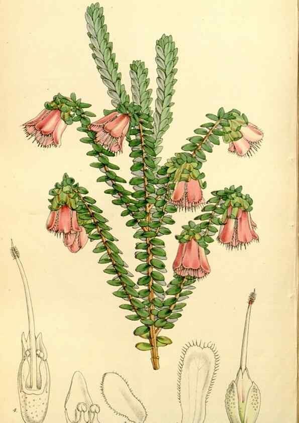 Reproducción/Reproduction 8167063724: Curtis's botanical magazine.. London ;New York [etc.] :Academic Press [etc.]
