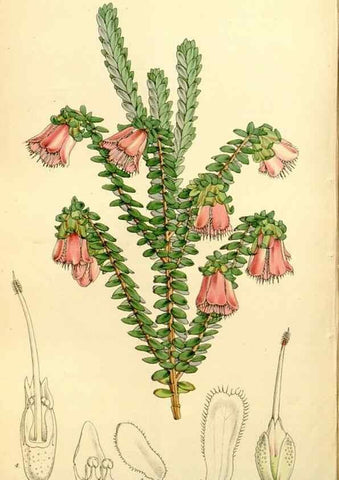 Reproducción/Reproduction 8167063724: Curtis's botanical magazine.. London ;New York [etc.] :Academic Press [etc.]