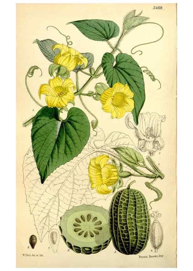 Reproducción/Reproduction 8167064444: Curtis's botanical magazine.. London ;New York [etc.] :Academic Press [etc.]
