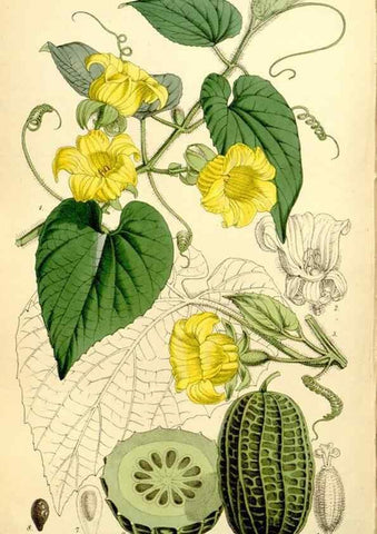 Reproducción/Reproduction 8167064444: Curtis's botanical magazine.. London ;New York [etc.] :Academic Press [etc.]