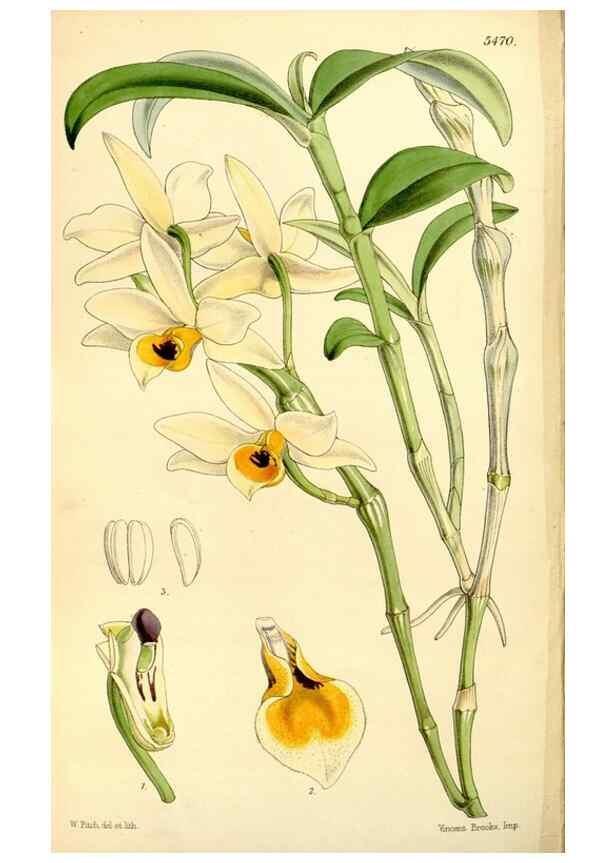 Reproducción/Reproduction 8167035781: Curtis's botanical magazine.. London ;New York [etc.] :Academic Press [etc.]