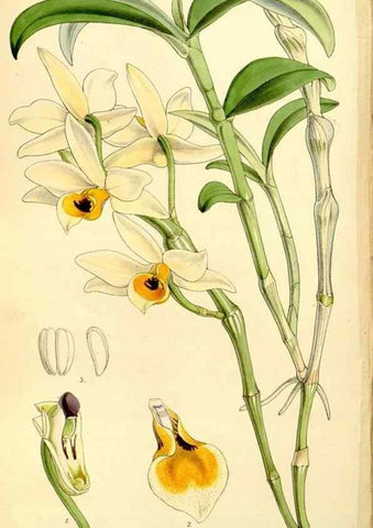 Reproducción/Reproduction 8167035781: Curtis's botanical magazine.. London ;New York [etc.] :Academic Press [etc.]