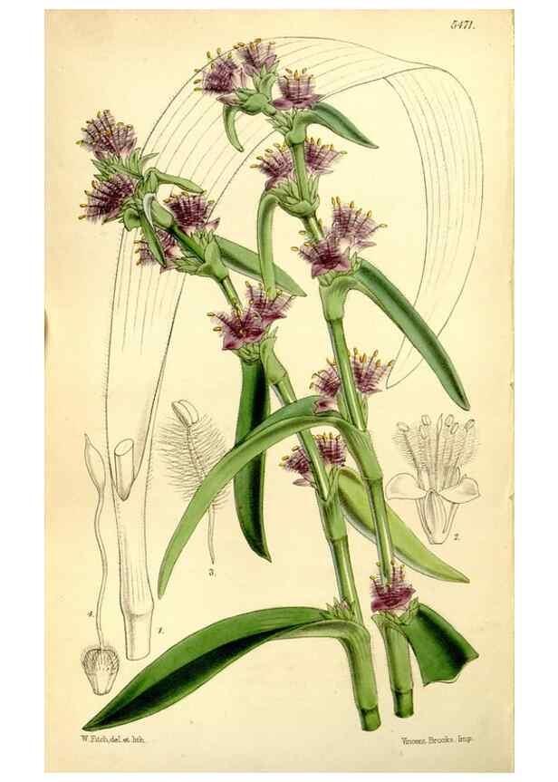 Reproducción/Reproduction 8167065944: Curtis's botanical magazine.. London ;New York [etc.] :Academic Press [etc.]