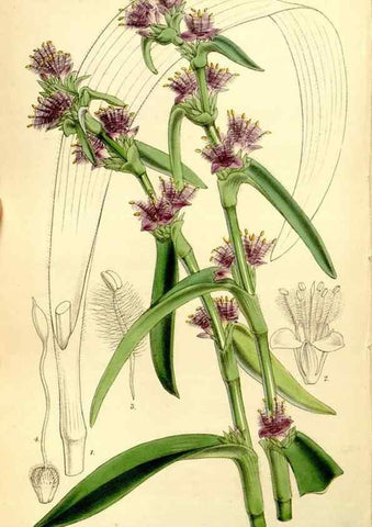 Reproducción/Reproduction 8167065944: Curtis's botanical magazine.. London ;New York [etc.] :Academic Press [etc.]