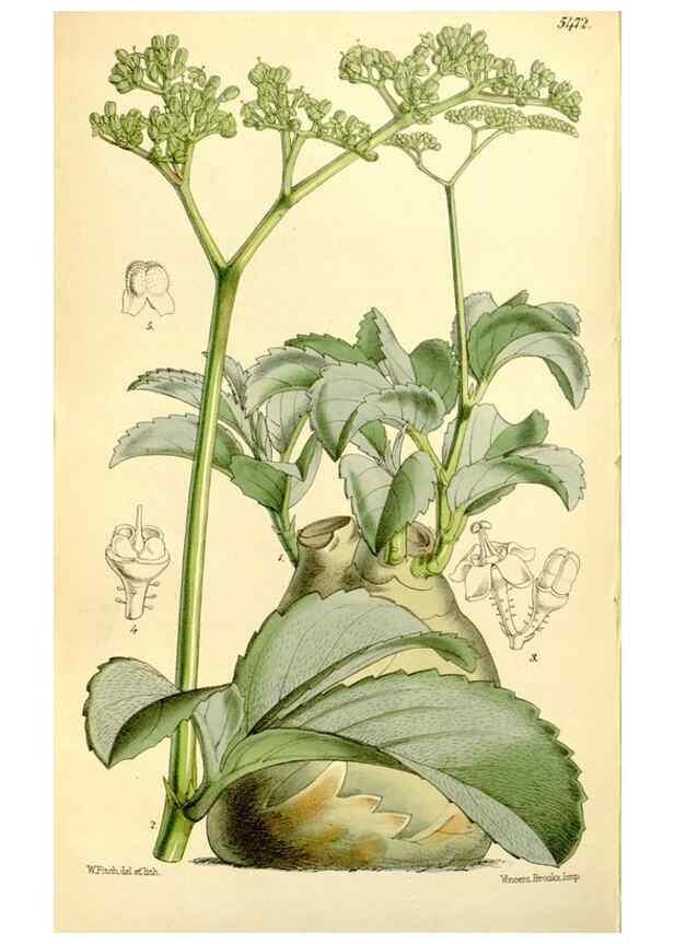 Reproducción/Reproduction 8167037403: Curtis's botanical magazine.. London ;New York [etc.] :Academic Press [etc.]
