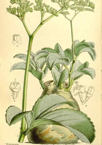 Reproducción/Reproduction 8167037403: Curtis's botanical magazine.. London ;New York [etc.] :Academic Press [etc.]