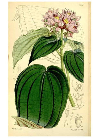 Reproducción/Reproduction 8167038147: Curtis's botanical magazine.. London ;New York [etc.] :Academic Press [etc.]