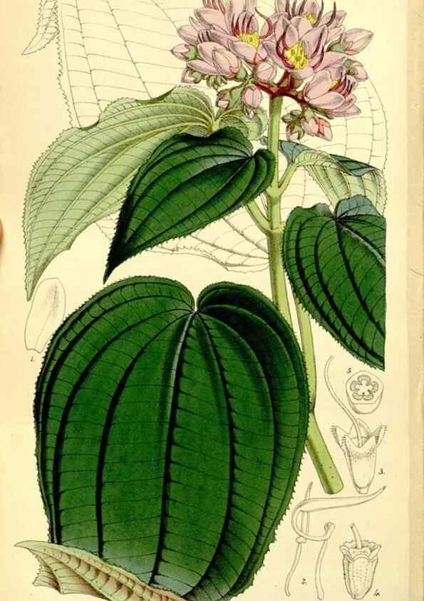 Reproducción/Reproduction 8167038147: Curtis's botanical magazine.. London ;New York [etc.] :Academic Press [etc.]