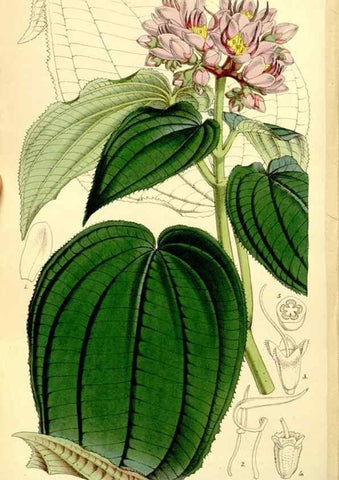 Reproducción/Reproduction 8167038147: Curtis's botanical magazine.. London ;New York [etc.] :Academic Press [etc.]