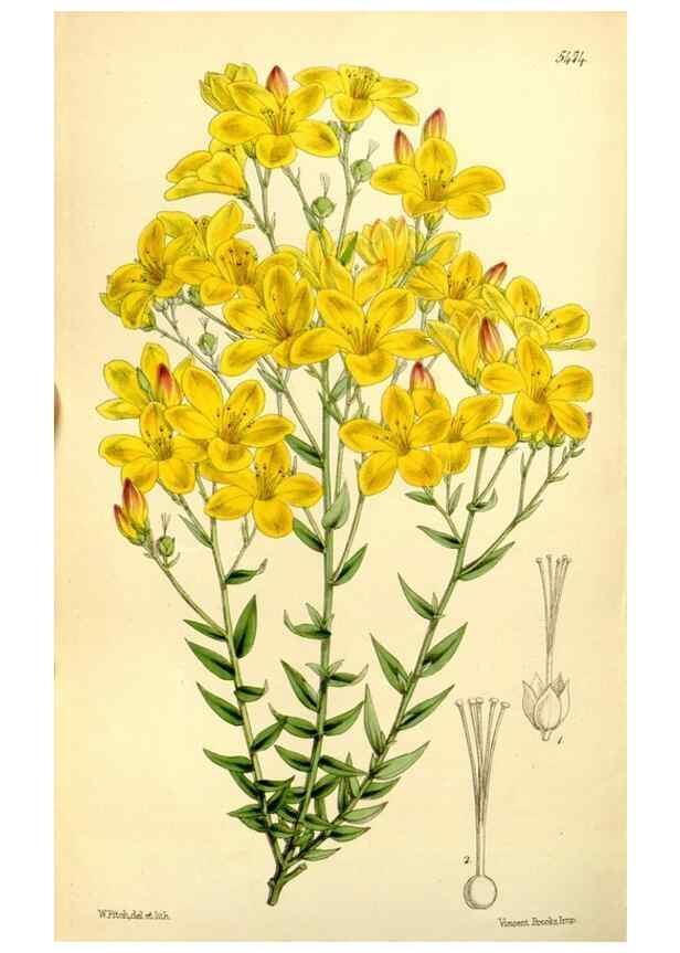 Reproducción/Reproduction 8167038919: Curtis's botanical magazine.. London ;New York [etc.] :Academic Press [etc.]