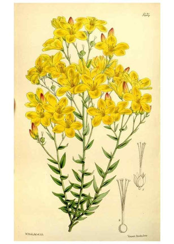 Reproducción/Reproduction 8167038919: Curtis's botanical magazine.. London ;New York [etc.] :Academic Press [etc.]