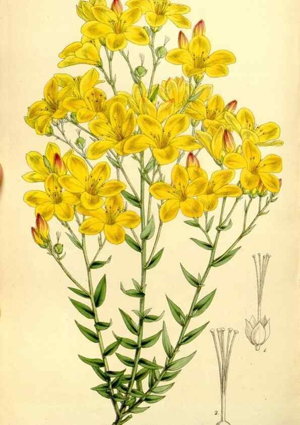 Reproducción/Reproduction 8167038919: Curtis's botanical magazine.. London ;New York [etc.] :Academic Press [etc.]