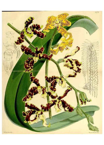 Reproducción/Reproduction 8167069044: Curtis's botanical magazine.. London ;New York [etc.] :Academic Press [etc.]