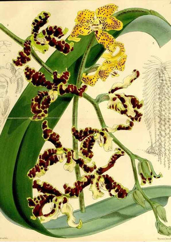 Reproducción/Reproduction 8167069044: Curtis's botanical magazine.. London ;New York [etc.] :Academic Press [etc.]