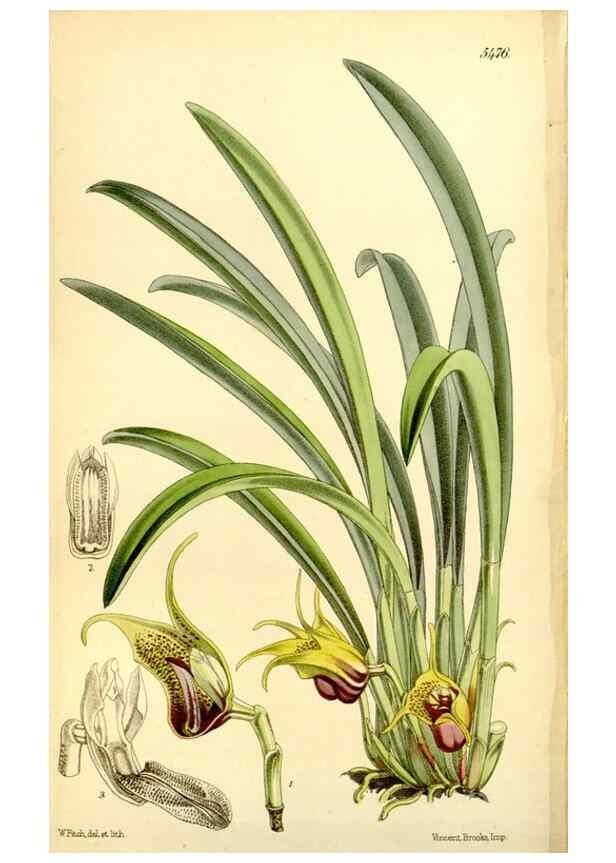 Reproducción/Reproduction 8167040527: Curtis's botanical magazine.. London ;New York [etc.] :Academic Press [etc.]