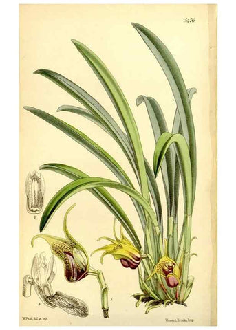 Reproducción/Reproduction 8167040527: Curtis's botanical magazine.. London ;New York [etc.] :Academic Press [etc.]