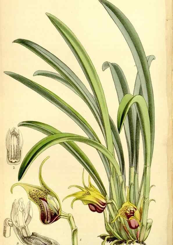 Reproducción/Reproduction 8167040527: Curtis's botanical magazine.. London ;New York [etc.] :Academic Press [etc.]