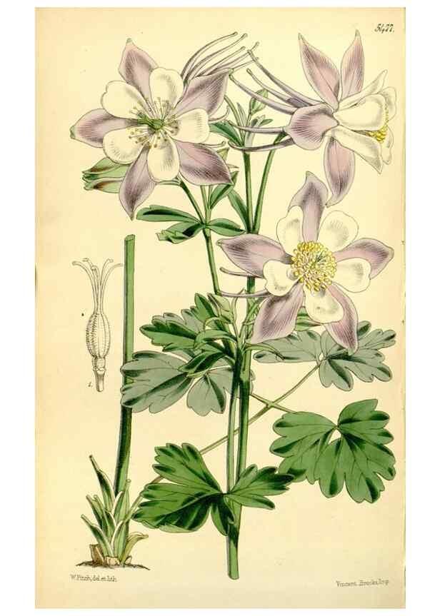 Reproducción/Reproduction 8167070728: Curtis's botanical magazine.. London ;New York [etc.] :Academic Press [etc.]