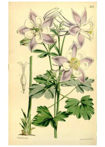 Reproducción/Reproduction 8167070728: Curtis's botanical magazine.. London ;New York [etc.] :Academic Press [etc.]