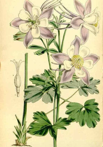 Reproducción/Reproduction 8167070728: Curtis's botanical magazine.. London ;New York [etc.] :Academic Press [etc.]