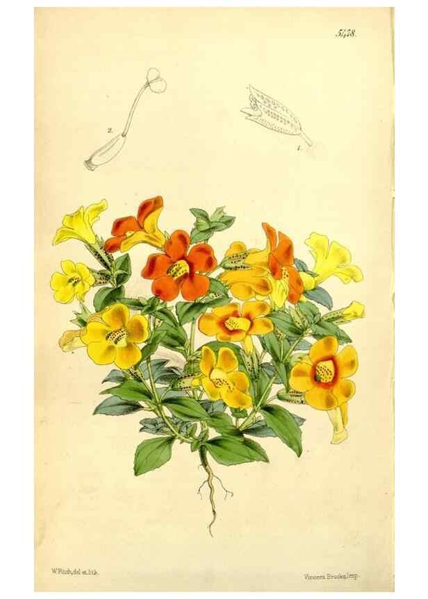 Reproducción/Reproduction 8167042077: Curtis's botanical magazine.. London ;New York [etc.] :Academic Press [etc.]